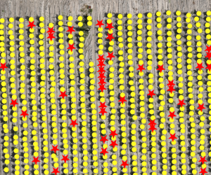 plants_marras Plnatas and Marras